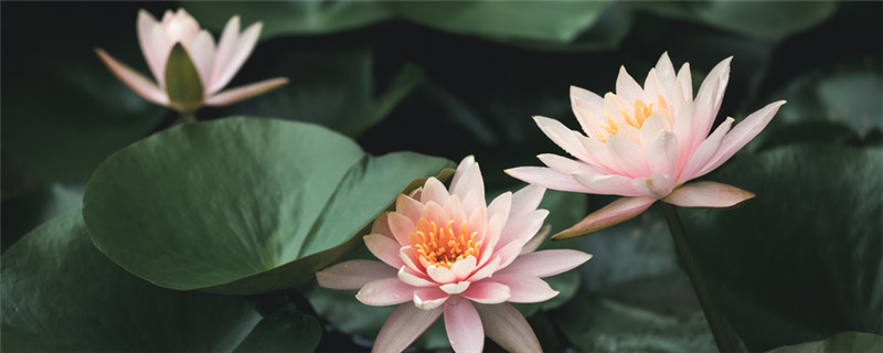 金线莲种植的注意事项