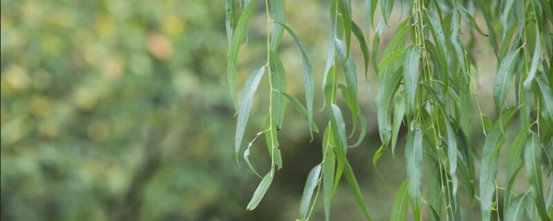 杨树柳树松树的特点