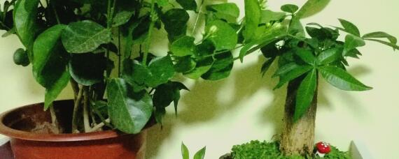 发财树浇水往根部浇吗