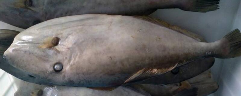 扒皮鱼是海鱼吗