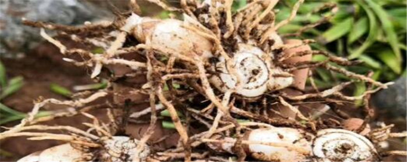 白芨适应什么地方种植