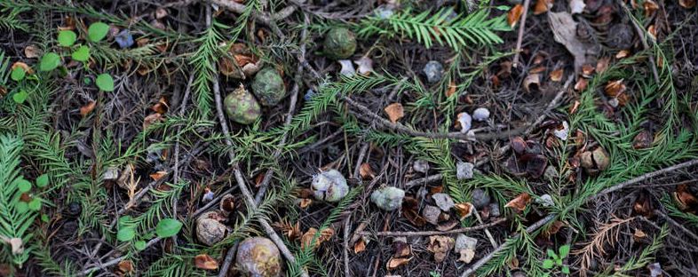 有机肥是什么肥料