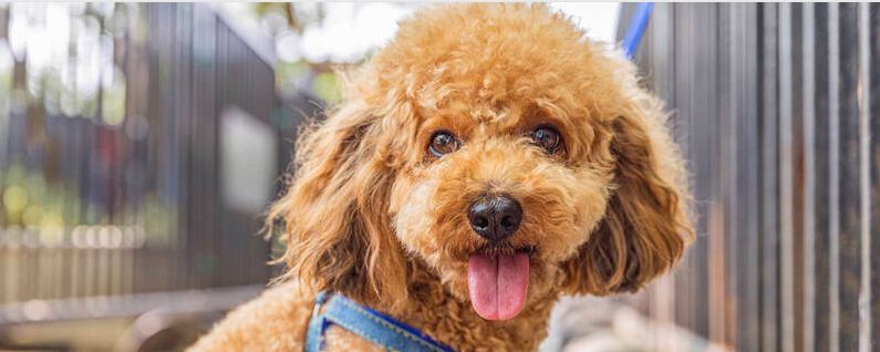 泰迪狗怎么过冬