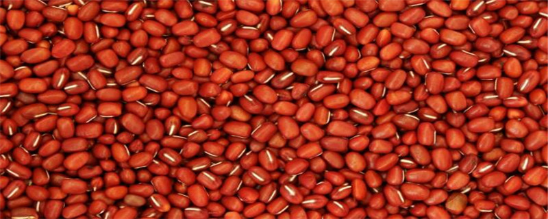 红小豆哪个品种产量高