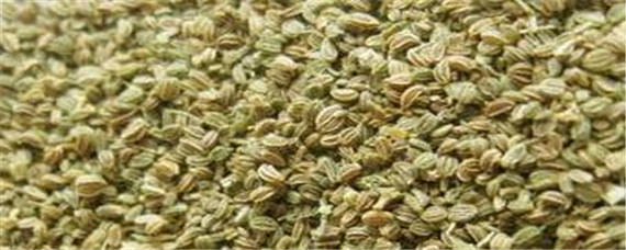 冬天芹菜种子催芽方法