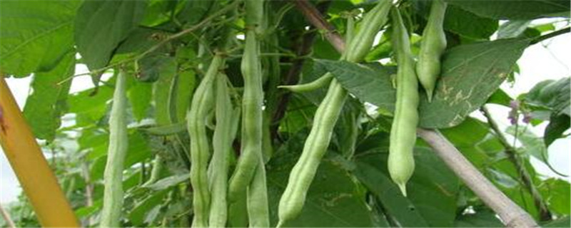 架豆怎么施肥