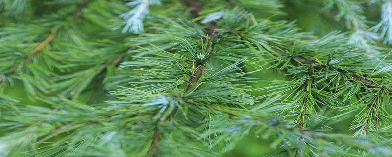 柏树是什么植物种类