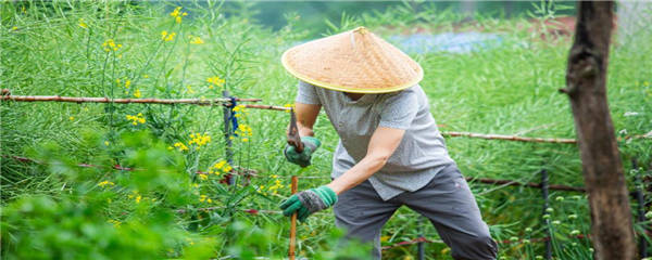 5月份种植什么农作物