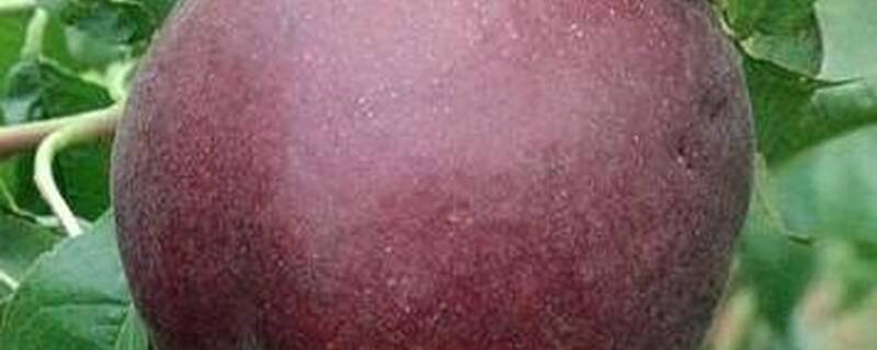 黑桃树什么时候嫁接