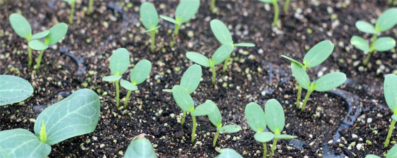 西瓜苗种植注意事项