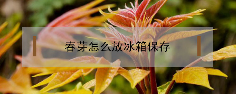 春芽怎么放冰箱保存才好？