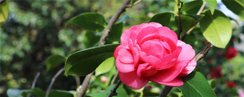 茶花冬天多久浇一次水