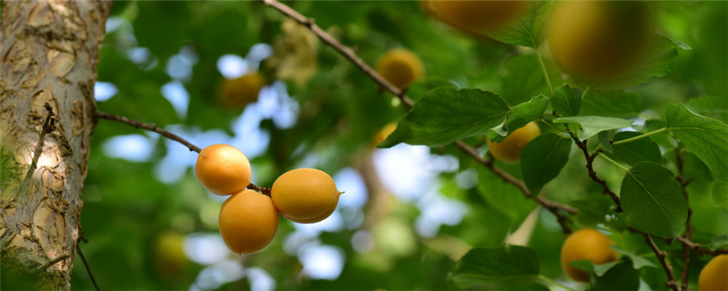 杏是种子还是果实