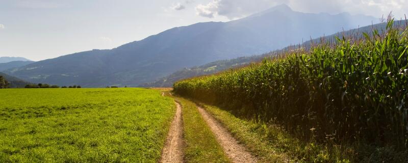 黄土高原主要的粮食作物