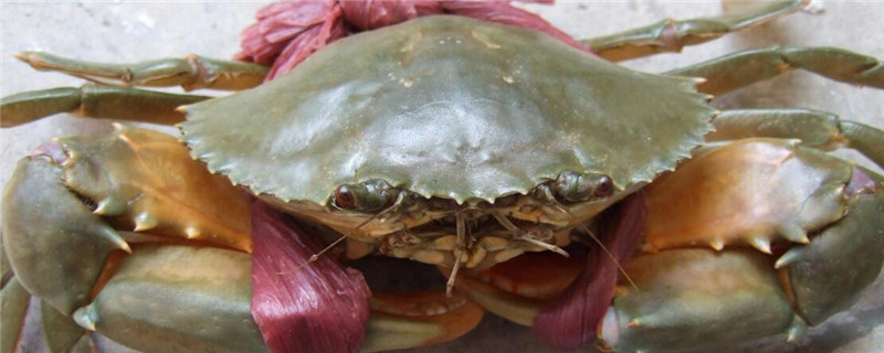 青蟹和什么混养最好