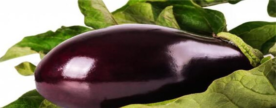 简单茄子催芽方法