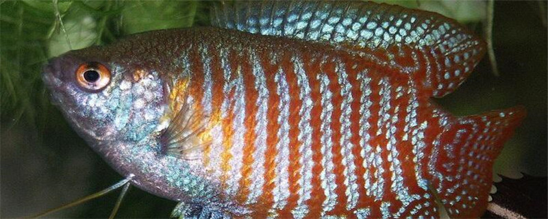 小鱼怕什么气味