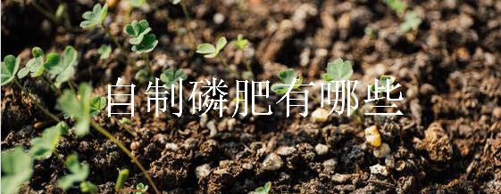 自制磷肥有哪些