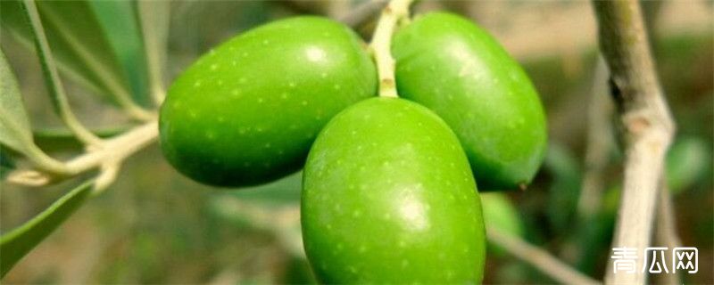 油橄榄种植注意事项