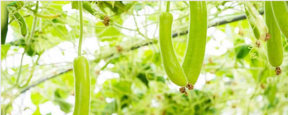 西葫芦什么时候种植