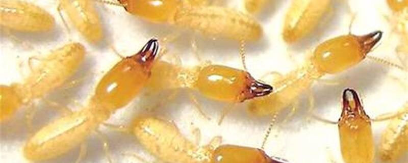 白蚂蚁防治用什么药