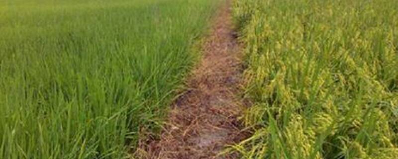 埃及农业主要分布于