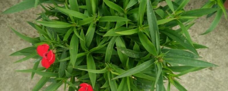 石竹种植的注意事项