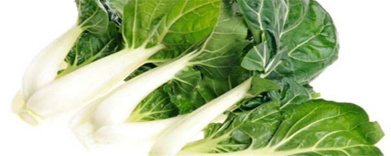 奶白菜种植注意事项