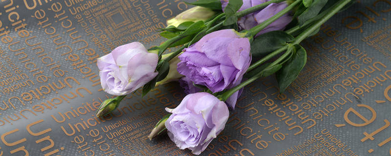 桔梗花怎么施肥