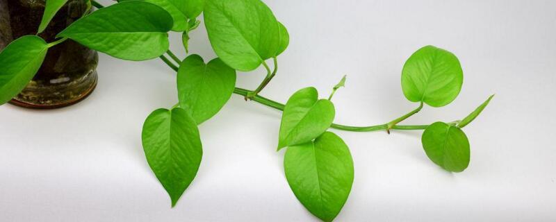 绿萝施肥怎么施