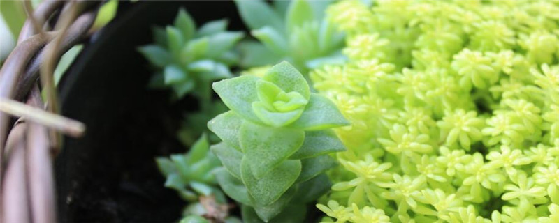 多肉怎么浇水技巧