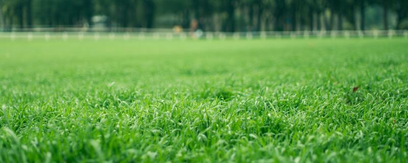 冬季草坪什么时候浇水