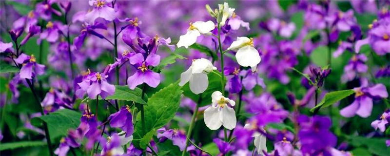 二月兰种植注意事项