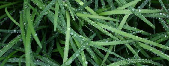 韭菜浸种催芽方法