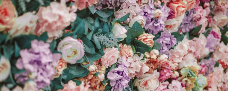 小盆花怎么施肥