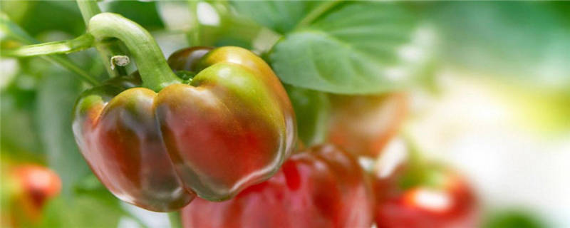 甜椒怎么施肥