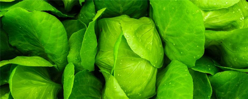 种植有机蔬菜注意事项