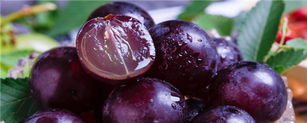 提子和葡萄的区别有哪些