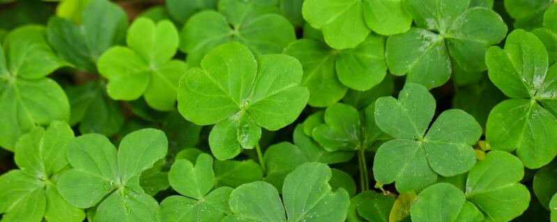 种植苜蓿的注意事项