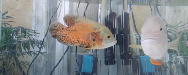 地图鱼和什么鱼可以混养