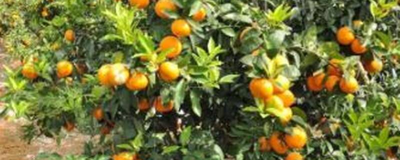 沃柑种植与管理方法