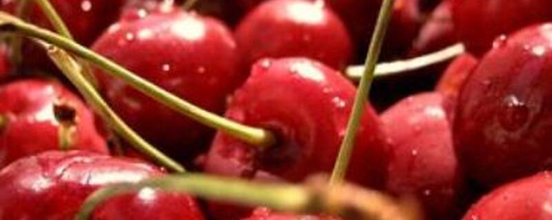 樱桃哪个品种产量高