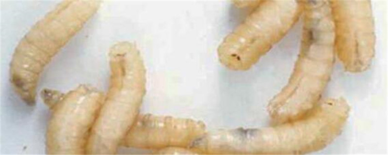 蛆最怕什么植物