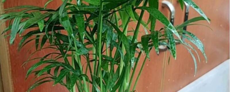 袖珍椰子多久浇一次水