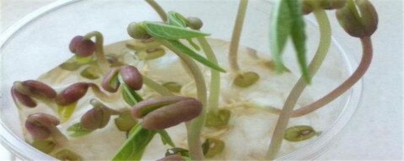 小学生在家怎么种绿豆