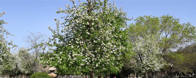 海棠树种植注意事项