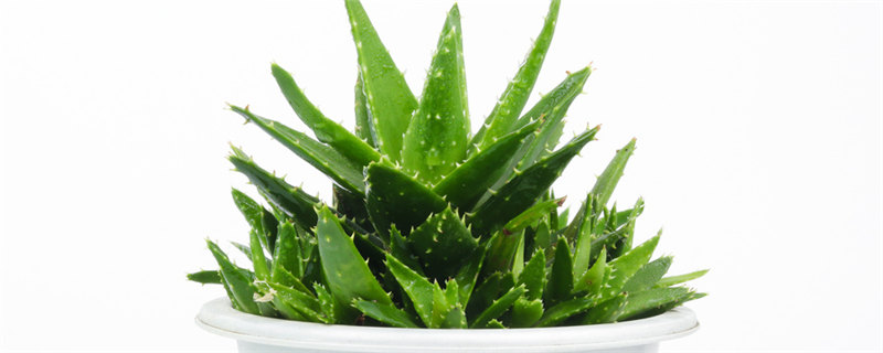 盆栽芦荟怎么浇水