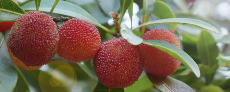 杨梅树的种植技术