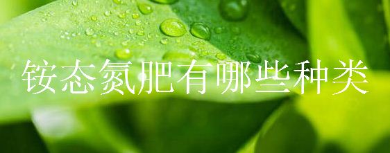 铵态氮肥有哪些种类