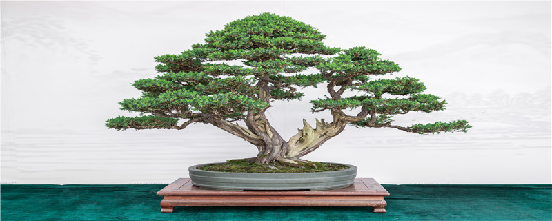 罗汉松盆景养殖方法